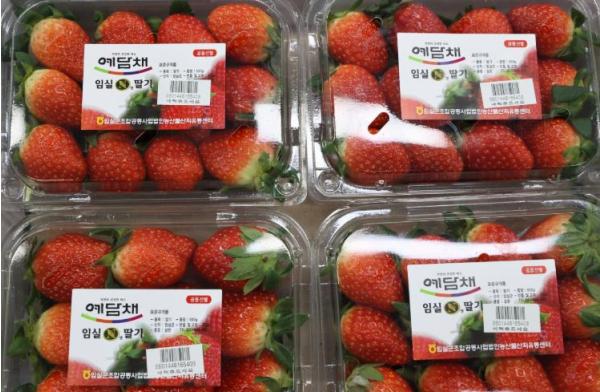 임실군 ‘당도 폭발, 지금 제철’임실N딸기, 전국 유통 본격 돌입 기사 이미지